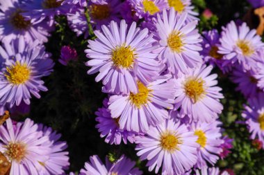 A close-up shot features a bouquet of brightly lilac asters, known as autumn flowers, with vibrant yellow centers. Sunlight illuminates the details of the petals and creates a festive colorful background, symbolizing the completion of the season.