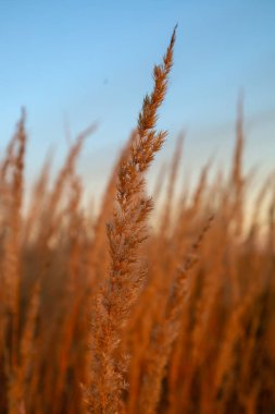 A close-up shot features a single seed head of dry grass, illuminated by the warm, golden light of sunset against a soft blue sky. The vertical composition emphasizes the texture and beauty of the autumnal or field landscape.