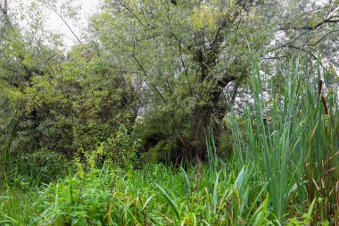 This wild landscape is immersed in the lush greenery of a summer or early autumn day, where tall, sprawling trees hide behind dense reeds and bushes.