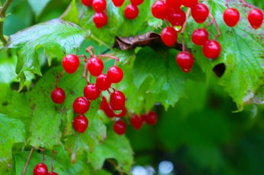 Canlı kırmızı viburnum meyveleri (kalyna) yağmurdan sonra nemli damlacıklarla kaplı parlak yeşil yaprakların arasında asılı durur..