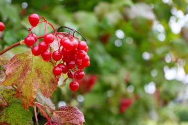 Bir grup parlak kırmızı viburnum üzümü (kalyna) sararan bir sonbahar yaprağının yanında bulanık yeşil bir zemine asılır. Bu resim yazdan sonbahara geçişi gösteriyor,