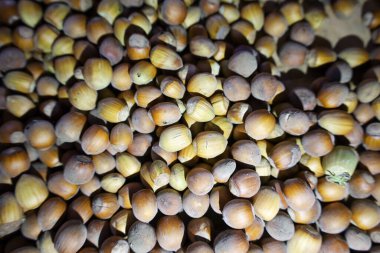 Büyük miktarda fındık (fındık), tüm çerçeveyi doğal kahverengi ve sarımsı renklerle dolduracak şekilde yakından çekilir. Kabuğun kaba dokusu ve kütlenin organik görünüşü bu besleyici maddenin hasat ve depolanmasını vurguluyor. 