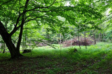 Parlak bir açıklık canlı yeşil çimen ve eğreltiotu ile kaplıdır, sık yapraklı uzun ağaçlarla çevrilidir. Ormanlık çalılık ön planda bir gölge bırakıyor, doğal zıtlığı ve vahşi güzelliği vurguluyor..