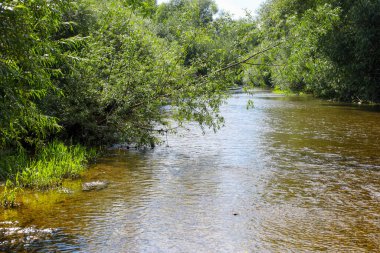 Parlak yaz güneşinin altındaki ağaçlar ve çalılarla dolu yeşil kıyılar boyunca yavaş bir nehir akar. Su, sığ ve berrak, ışığı yansıtır, sakin ve huzurlu bir doğa hissi yaratır..