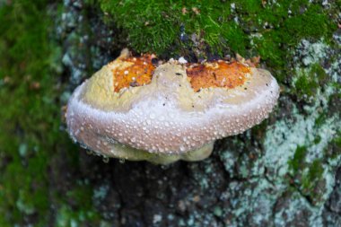 Turuncu-sarı ve grimsi beyaz bantlı büyük, çoklu bir mantar, ağaç kabuğu üzerinde parlak yeşil yosunlarla kaplı olarak yetişir. Yüzeyi parlak çiğ damlalarıyla kaplı, nemli biyolojik detayları ve doğal dokuyu vurguluyor..
