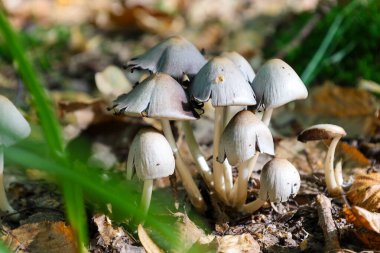 Çan şeklinde, açık gri başlıklı ve orman zemininde yoğun bir şekilde büyüyen küçük mantar kümesi. Parlak güneş ışığı, dökülmüş yapraklar ve yeşil çimlerle çevrili kapak dokusunu vurgular..