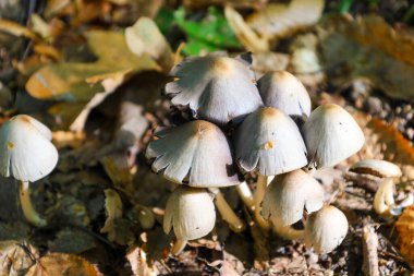 Ormanın zemininde, düşmüş yapraklarla çevrili, çan şeklinde, buruşuk kapaklı, küçük gri-kahverengi mantar kümesi büyür. Ilık ışık kapak dokusunu vurgular,