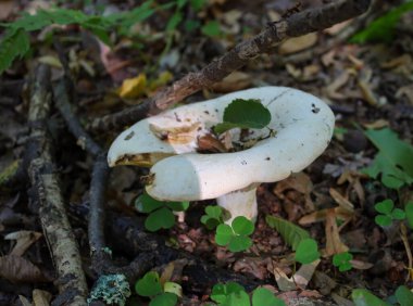 Yeşil yapraklar ve dallarla süslenmiş geniş ve hafif kıvrımlı bir kapaklı büyük beyaz bir mantar orman çöpleri arasında yetişir. Işık kapağı, yonca yapraklarıyla çevrili toprağın karanlık zeminine karşı açıkça göze çarpıyor..