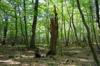 Parlak güneşli bir günde yoğun bir orman. Çerçevenin ortasındaki ölü bir ağacın gövdesinin yarılmasına hükmediyor. Etrafındaki yeşil yapraklar ve ince gövdeler orman zemininde düşen yapraklarla kaplı derin gölgeler ve zıt aydınlatmalar yaratır..