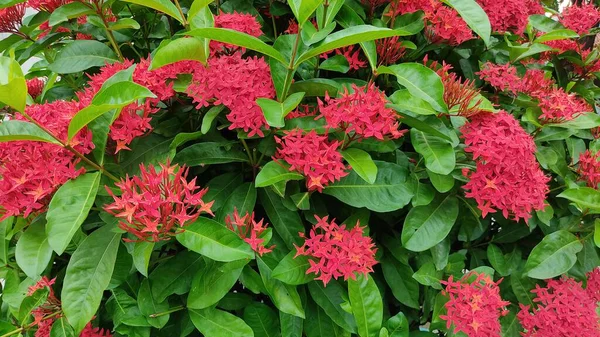 stock image close up red and pink flowers of rhododendron.