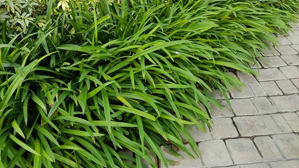 Зеленая Текстура Травы Фон — стоковое фото