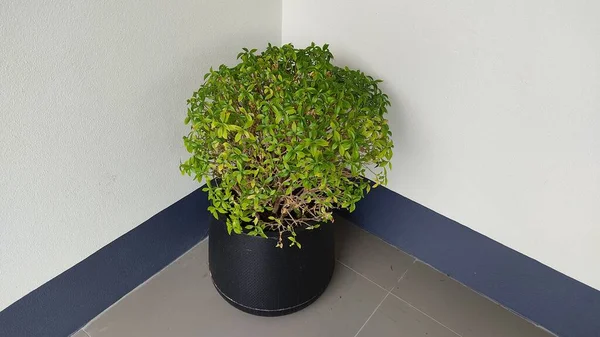 Groene Plant Een Pot Een Grijze Achtergrond — Stockfoto