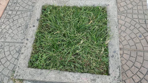 Eine Nahaufnahme Von Gras Und Gras Mit Steinmuster — Stockfoto