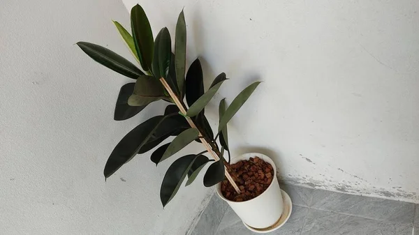 白い背景の花瓶の緑の植物 — ストック写真