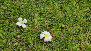 Yeşil çimlerde beyaz papatya çiçeği 