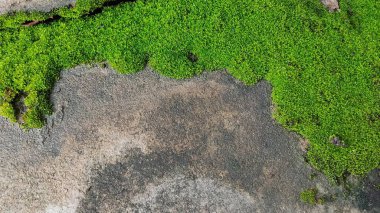 Beton zeminde yeşil yosun 