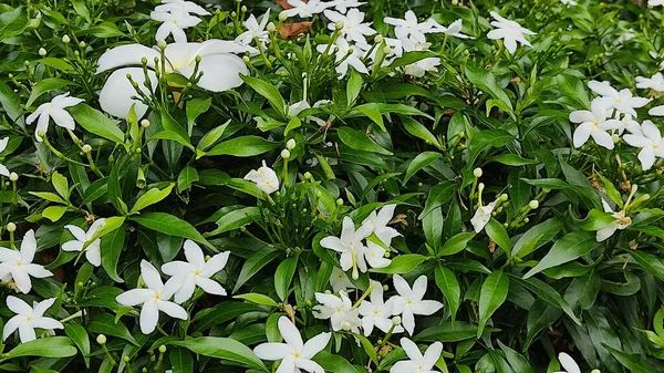 stock image white flowers in the garden 