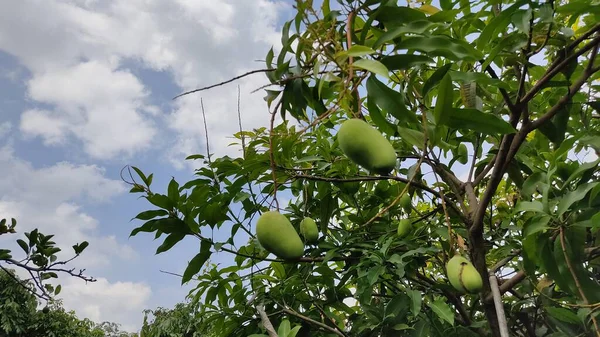 Pomme Verte Sur Arbre — Photo