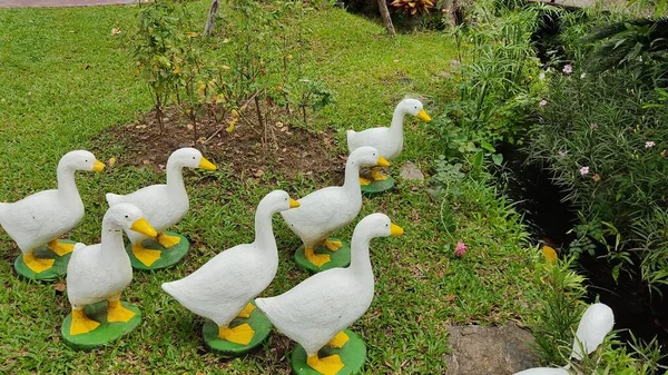 Beautiful White Swans Walking Garden — Stock Photo, Image
