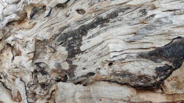 Eski ağaç kabuğu dokusu. ahşap doku. 