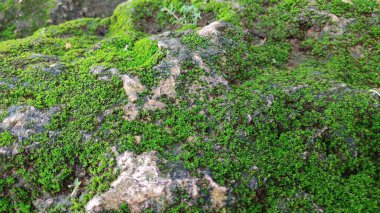 Yerde yeşil yosun 