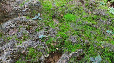 Ağaçta yeşil yosun 