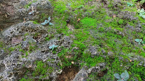Musgo Verde Árbol — Foto de Stock