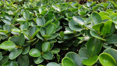 Bahçedeki yeşil yapraklar, doğa ve yapraklar 