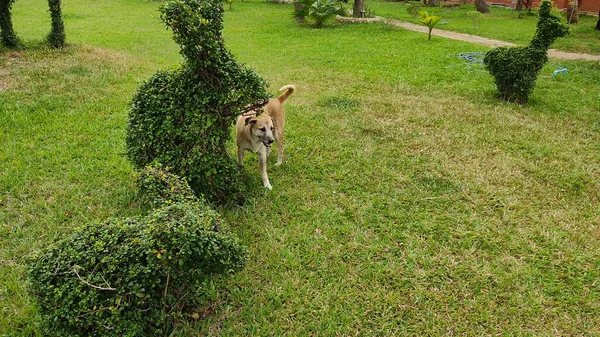 Ein Hund Wald — Stockfoto
