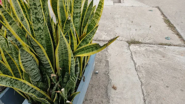 緑の植物のクローズアップショット — ストック写真