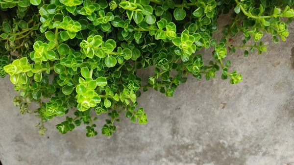 Zelené Listy Stromě — Stock fotografie