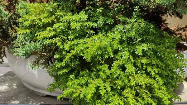 Gröna Växter Kruka — Stockfoto