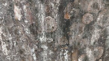 Eski ahşap duvar dokusu.