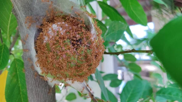 Close Spider Nest — стоковое фото