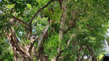 Parktaki palmiye ağacı