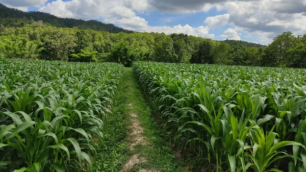 Green Field Corn Countryside — Stock Photo, Image