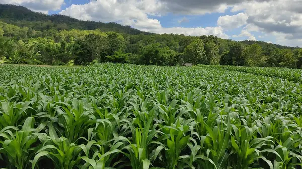 Green Corn Field Morning — Stock Photo, Image
