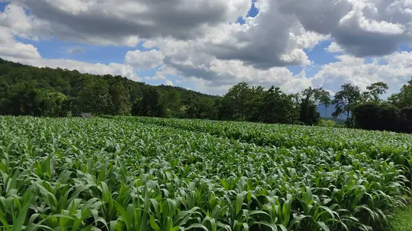 Green Corn Field Mountains — Stock Photo, Image
