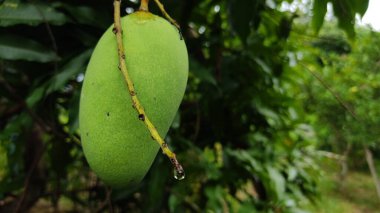 Bahçede mango meyvesi