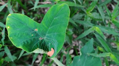 yeşil bitki yaprakları, bitki örtüsü ve yapraklar