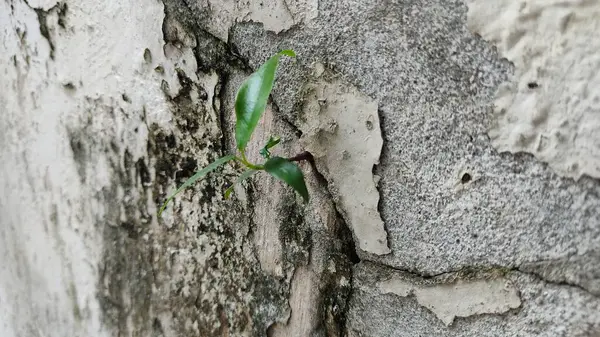 stock image green lizard on a stone