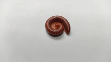 Beyaz arkaplanda bir salyangozu kapat