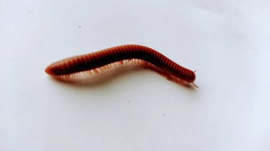 Beyaz arka planda kırmızı solucanın yakın plan görüntüsü.