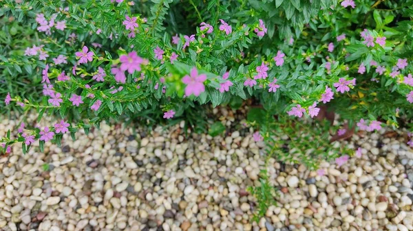 Ροζ Και Μοβ Λουλούδι Πράσινο Φόντο — Φωτογραφία Αρχείου