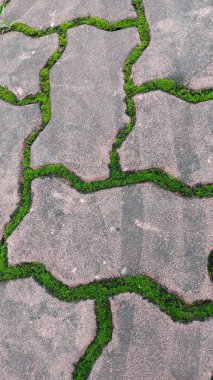 Sokakta yeşil çimenler