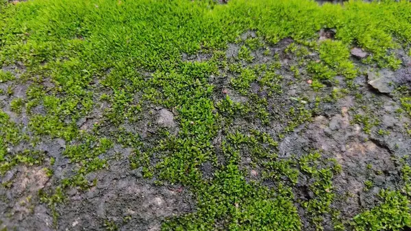 Grünes Moos Auf Dem Boden — Stockfoto
