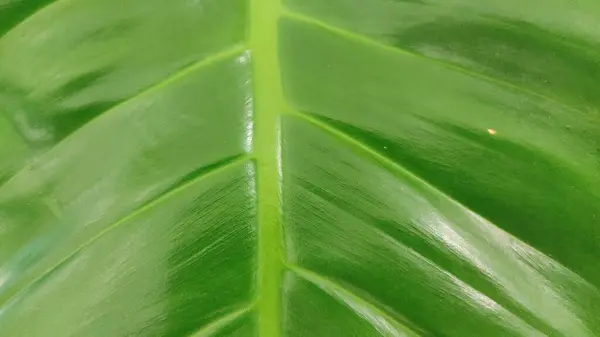 Зеленый Лист Листва — стоковое фото