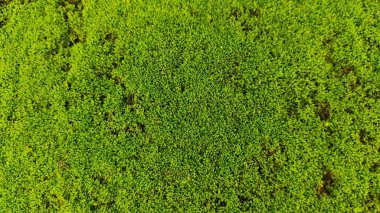 Yerde yeşil yosun