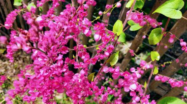Bahçedeki güzel pembe çiçekler