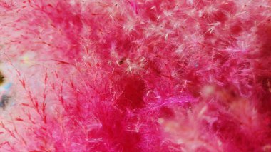 Bahçedeki pembe çiçek